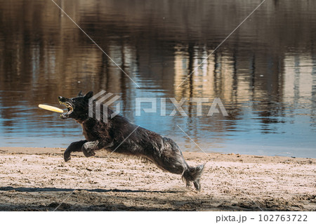 Alsatian Wolf Dog Or Black German Shepherd Dog Playing Outdoor With Flying Disc. Playful Pet Outdoors. Deutscher German Shepherd Dog Jumping Outdoor. Leisure Game For Dogs. Happy Pets Concept Alsatian Wolf Dog Or Black German Shepherd Dog Playing Outdoor With Flying Disc. Playful Pet Outdoors. Deutscher German Shepherd Dog Jumping Outdoor. Leisure Game For Dogs. Happy Pets Concept 102763722