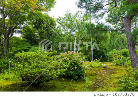 京都嵯峨嵐山の夏 世界遺産 天龍寺 京都嵯峨嵐山の夏 世界遺産 天龍寺 102763870
