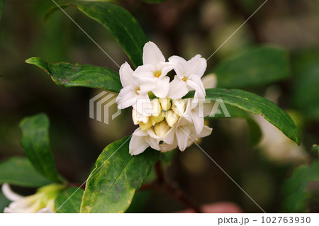 純白のジンチョウゲ(沈丁花)が開花と共に良い香りを漂わせる 純白のジンチョウゲ(沈丁花)が開花と共に良い香りを漂わせる 102763930