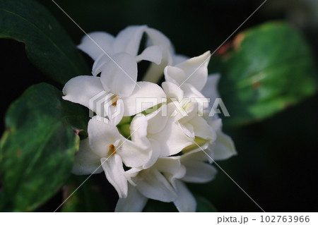 純白のジンチョウゲ(沈丁花)が開花と共に良い香りを漂わせる 純白のジンチョウゲ(沈丁花)が開花と共に良い香りを漂わせる 102763966