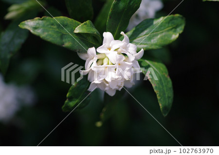 純白のジンチョウゲ(沈丁花)が開花と共に良い香りを漂わせる 純白のジンチョウゲ(沈丁花)が開花と共に良い香りを漂わせる 102763970