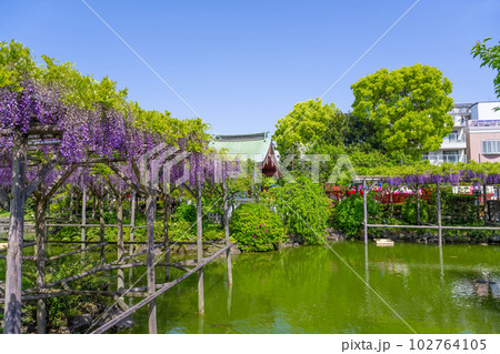 東京都江東区　藤の花咲く亀戸天神 102764105
