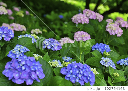 幸手市権現堂堤のアジサイの花 幸手市権現堂堤のアジサイの花 102764168