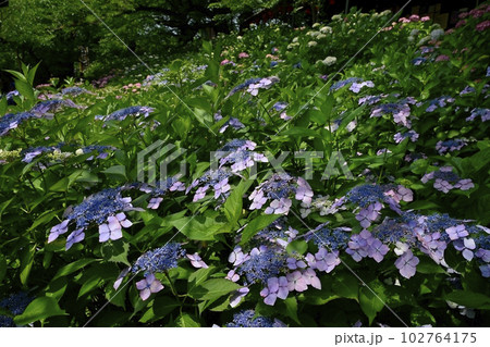 幸手市権現堂堤のアジサイの花 102764175