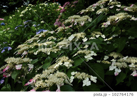 幸手市権現堂堤のアジサイの花 幸手市権現堂堤のアジサイの花 102764176