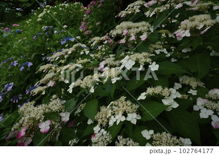 幸手市権現堂堤のアジサイの花 幸手市権現堂堤のアジサイの花 102764177