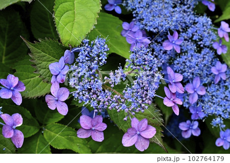 幸手市権現堂堤のアジサイの花 幸手市権現堂堤のアジサイの花 102764179