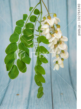 Blossoming acacia with leafs isolated on blue background, Acacia flowers, Robinia pseudoacacia 102764340