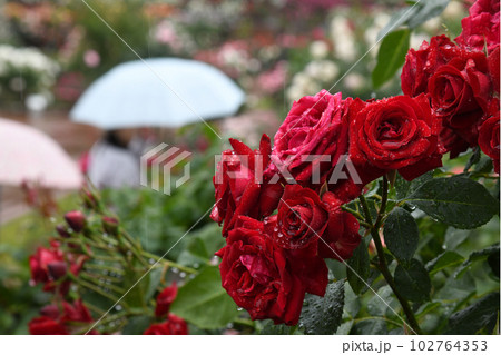 雨のバラ園 102764353