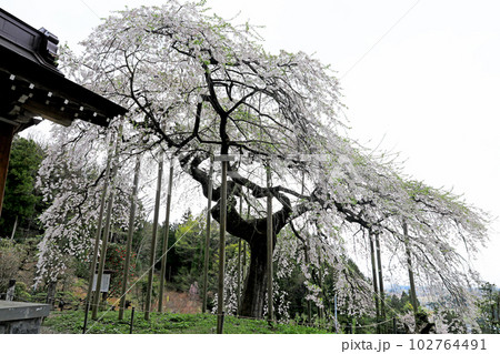 福島県の桜・・慈徳寺の種まき桜 福島県の桜・・慈徳寺の種まき桜 102764491