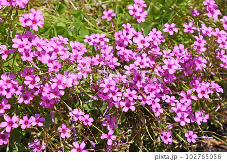 イモカタバミ（芋片喰） 102765056