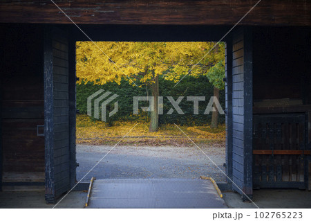 大阪城　青屋門　黄金色に輝くイチョウの葉 102765223