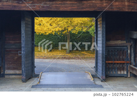 大阪城　青屋門　黄金色に輝くイチョウの葉 102765224