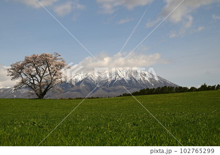 小岩井農場の一本桜 小岩井農場の一本桜 102765299