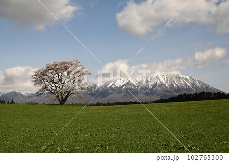 小岩井農場の一本桜 小岩井農場の一本桜 102765300