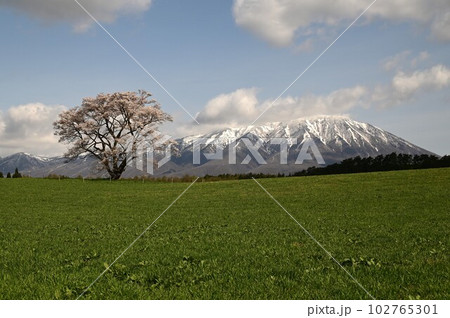 小岩井農場の一本桜 102765301