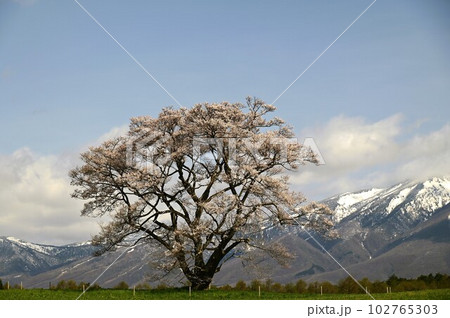 小岩井農場の一本桜 小岩井農場の一本桜 102765303