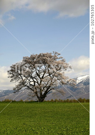 小岩井農場の一本桜 小岩井農場の一本桜 102765305