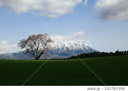 小岩井農場の一本桜 小岩井農場の一本桜 102765306