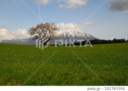 小岩井農場の一本桜 102765308