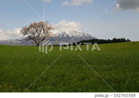 小岩井農場の一本桜 小岩井農場の一本桜 102765309