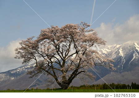 小岩井農場の一本桜 小岩井農場の一本桜 102765310