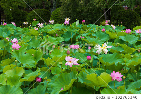 京都嵯峨嵐山の夏 世界遺産 天龍寺 放生池の蓮の花 京都嵯峨嵐山の夏 世界遺産 天龍寺 放生池の蓮の花 102765340