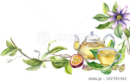 Board of glass teapot and cup, passion flower, stem watercolor illustration isolated on white. Herbal tea, health drink, maracuja, flower hand drawn. Design for wrapping, menu, packaging, banner Board of glass teapot and cup, passion flower, stem watercolor illustration isolated on white. Herbal tea, health drink, maracuja, flower hand drawn. Design for wrapping, menu, packaging, banner 102765362