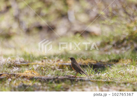 鳥の休息の写真素材 [102765367] - PIXTA
