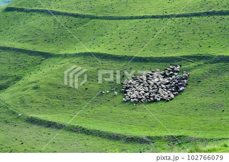Herd of sheep gathering 102766079