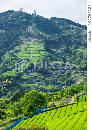 《静岡県》初夏の茶畑の風景・粟ヶ岳の茶文字 《静岡県》初夏の茶畑の風景・粟ヶ岳の茶文字 102766129