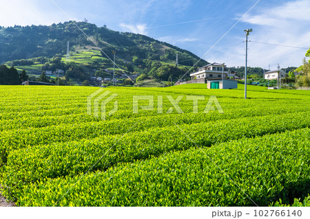 《静岡県》初夏の茶畑の風景・粟ヶ岳の茶文字 102766140
