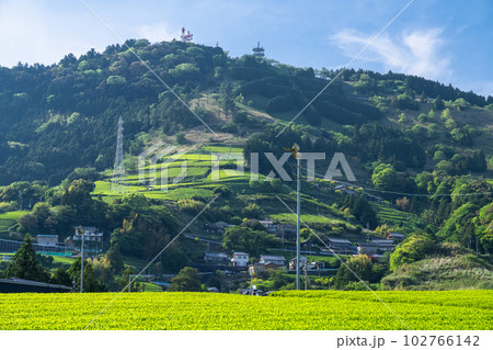 《静岡県》初夏の茶畑の風景・粟ヶ岳の茶文字 102766142