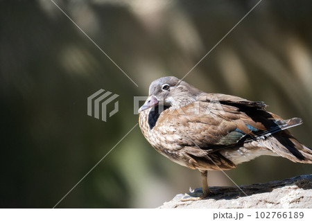 Close-up portrait of a wild duck on a stone. Close-up portrait of a wild duck on a stone. 102766189