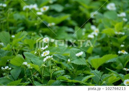 Strawberries bloom in the garden. 102766213