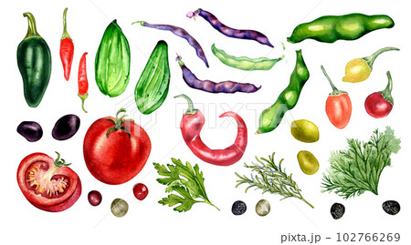 Set of tomato, cucumber, hot peppers and beans watercolor illustration isolated on white. Jalapeno, peppercorns, chilli pepper, parsley, rosemary hand drawn. Elements for menu, cookbook, package Set of tomato, cucumber, hot peppers and beans watercolor illustration isolated on white. Jalapeno, peppercorns, chilli pepper, parsley, rosemary hand drawn. Elements for menu, cookbook, package 102766269