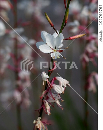 日差しを浴びた白いガウラ（山桃草）の花とつぼみのクローズアップ 102766765