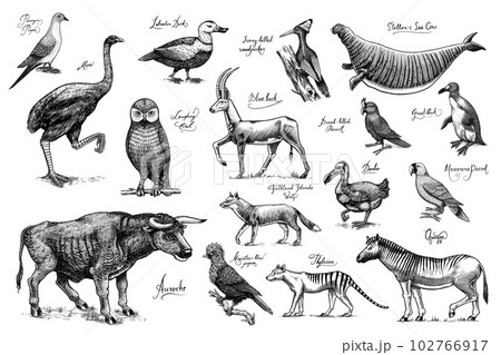 Extinct species. Wild mammal animals and birds. Dodo, Moa, Tasmanian wolf, Quagga. Aurochs. Blue 102766917