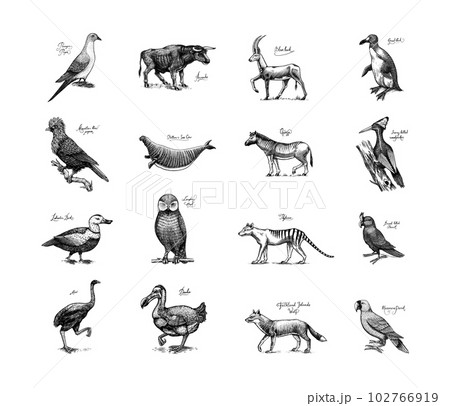 Drawing birds Drawing birds Black and white Bird animals branch  monochrome png  PNGWing