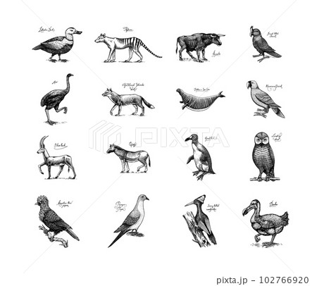 Extinct species. Wild mammal animals and birds. Dodo, Moa, Tasmanian wolf, Quagga. Aurochs. Blue 102766920