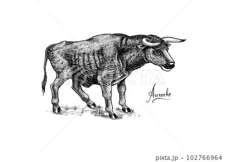 Aurochs. Extinct mammal animal. Wild herbivores cattle. Engraved Hand drawn vector illustration in 102766964