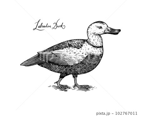 Labrador duck. Extinct bird. Engraved Hand drawn vector illustration in woodcut Graphic vintage 102767011