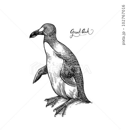 Great auk. Flightless alcid. Penguin. Extinct species. Engraved Hand drawn vector illustration in 102767016