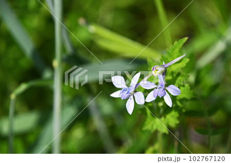 セリバヒエンソウ(芹葉飛燕草) セリバヒエンソウ(芹葉飛燕草) 102767120