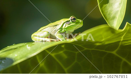 アマガエル「AI生成画像」 102767851