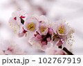 薄ピンクのアンズ（杏）の花が可愛い 102767919