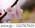 薄ピンクのアンズ（杏）の花が可愛い 102767920