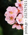 薄ピンクのアンズ（杏）の花が可愛い 102767921