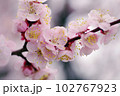 薄ピンクのアンズ（杏）の花が可愛い 102767923