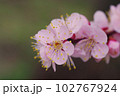 薄ピンクのアンズ（杏）の花が可愛い 102767924